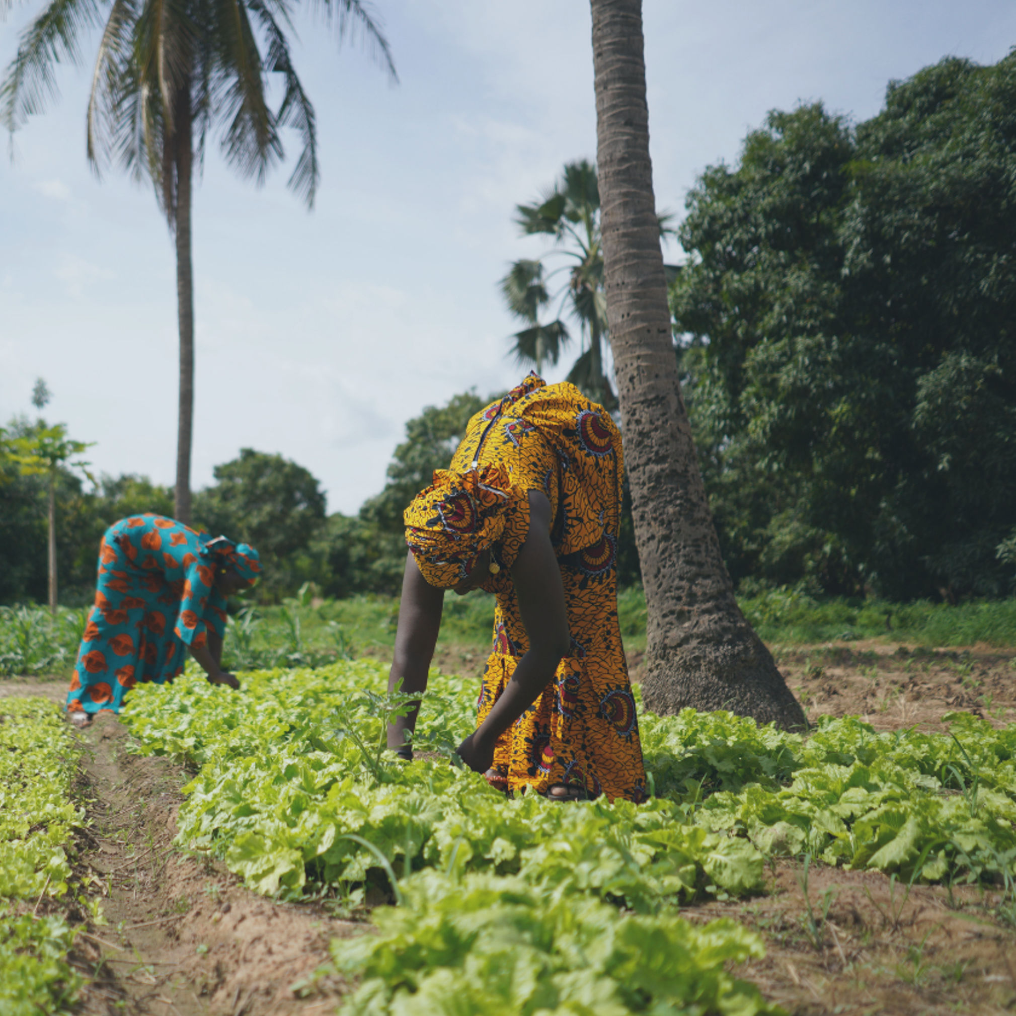 Deux agricultrices désherbant un jardin de salades dans une communauté rurale d'Afrique de l'Ouest