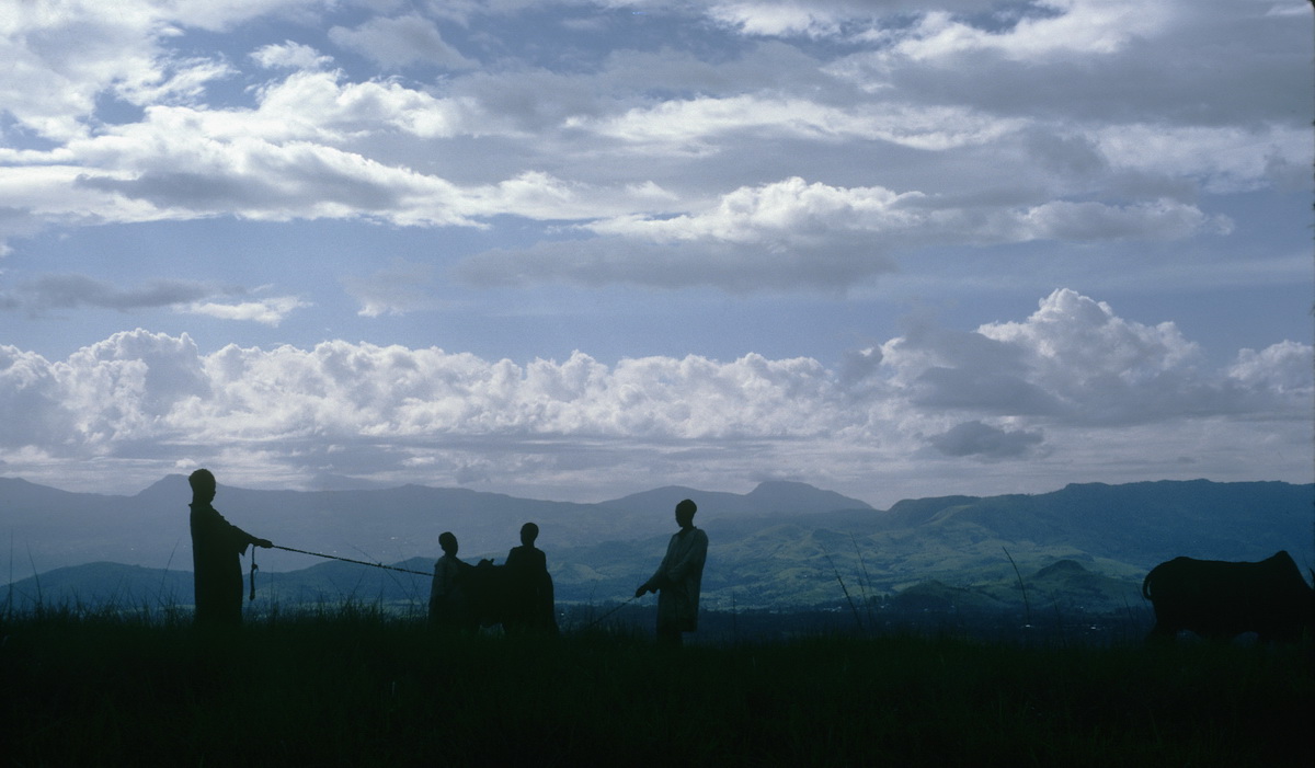 Peuls travaillant avec du bétail, région du Grassland, Nord-Ouest du Cameroun