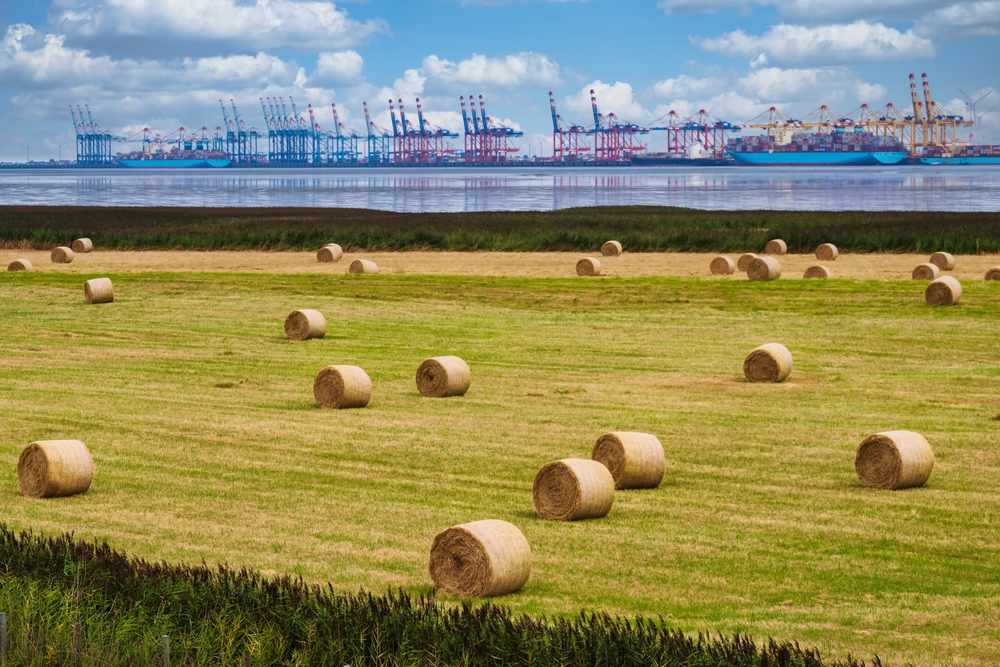 Wheat fields and harbor backdrop 