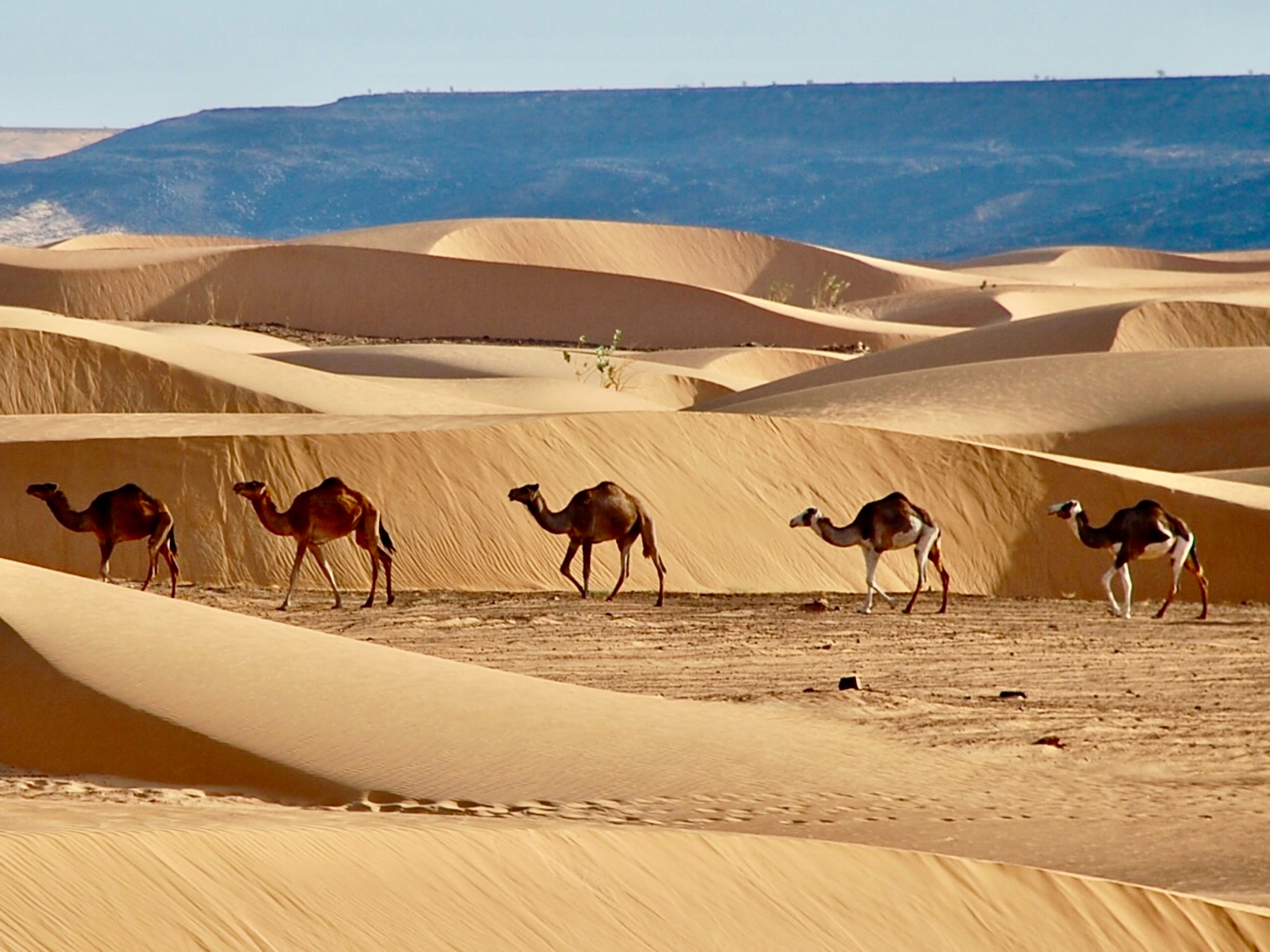 Caravane de dromadaires marchant dans les dunes ocres de l'intérieur de la Mauritanie