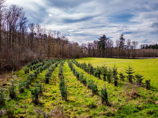 Reboisement dans les forêts mixtes par plantation de jeunes arbres